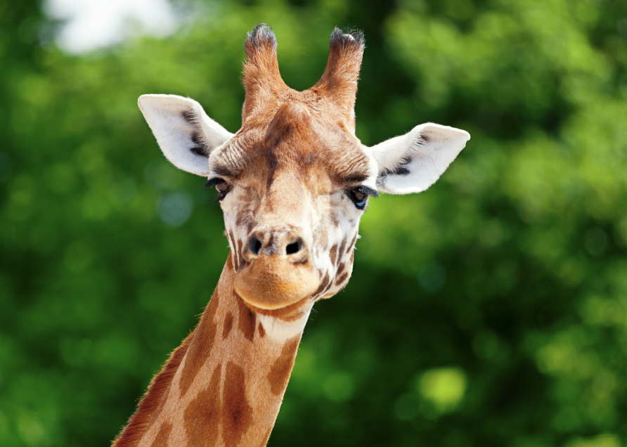 Why Do Giraffes Have Long Necks? Answers to 25 Animal Evolution